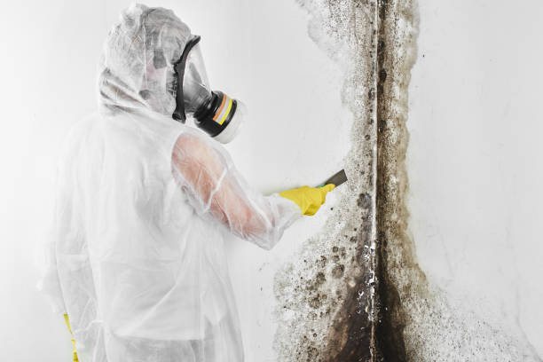 Best Certified Mold Removal  in Astia, OR