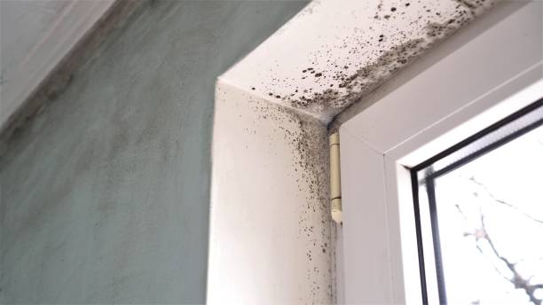 Best Toxic Mold Removal  in Astia, OR