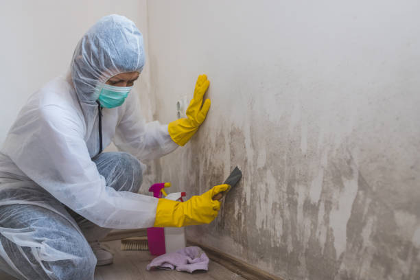 Best Office Mold Removal Services  in Astia, OR