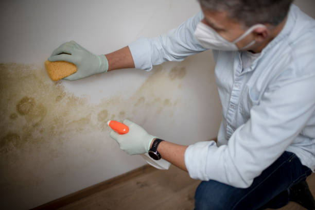 Trusted Astoria, OR Mold Removal Experts