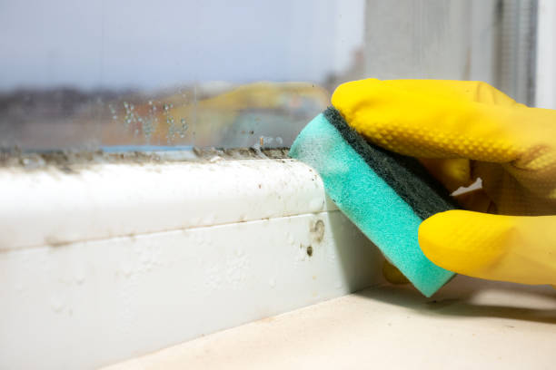 Best Office Mold Removal Services  in Astia, OR