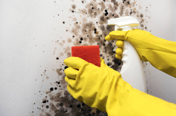 Best Mold Damage Repair  in Astia, OR