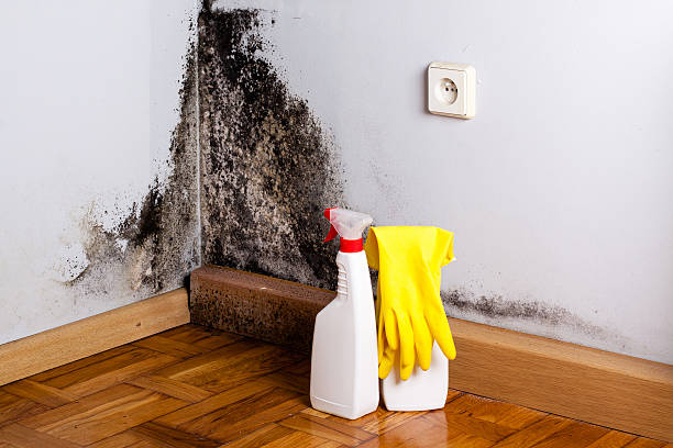 Best Local Mold Removal Service  in Astia, OR