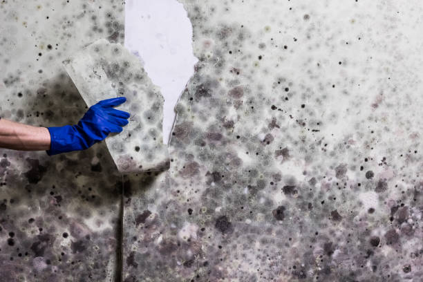 Best Commercial Mold Removal  in Astia, OR